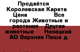 Продаётся!     Королевская Карета › Цена ­ 300 000 - Все города Животные и растения » Другие животные   . Ненецкий АО,Верхняя Пеша д.